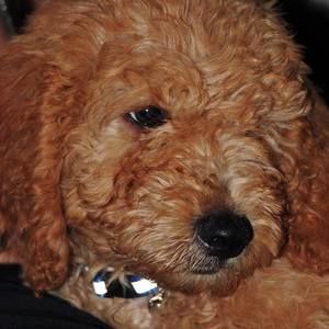 Meet your Posher, Rose